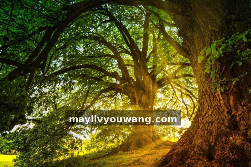 千亿球友会热点专题与深度策划